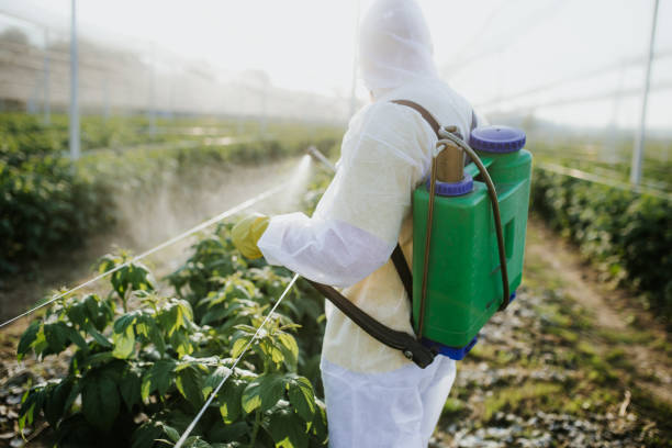 Best Bed Bug Extermination  in Brownfields, LA
